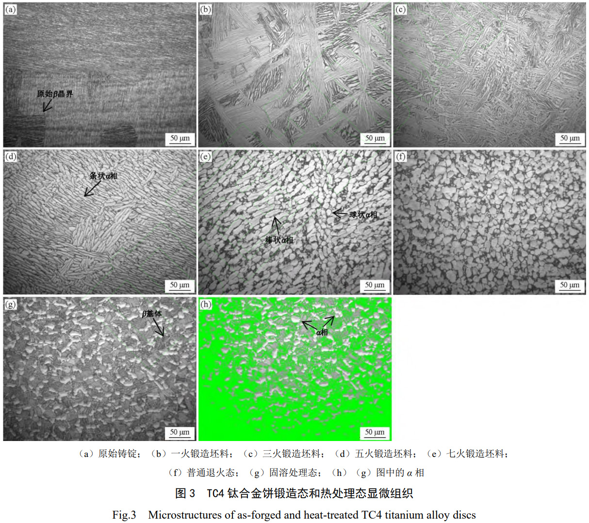 普通退火與兩相區(qū)固溶處理對(duì)大規(guī)格TC4鈦合金餅晶粒細(xì)化、組織均勻性及韌性斷裂行為的差異化影響機(jī)制探究
